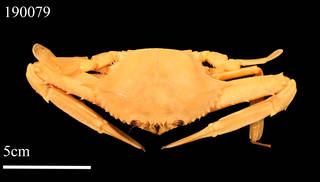 To NMNH Extant Collection (IZ 190079 Dorsal View)