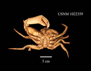 To NMNH Extant Collection (IZ 1022359 Ventral View)