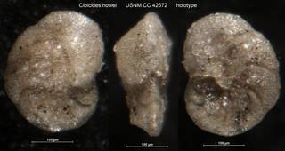 To NMNH Paleobiology Collection (Cibicides howei USNM CC 42672 holotype)