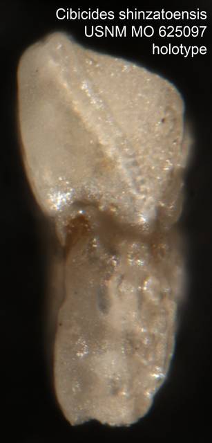 To NMNH Paleobiology Collection (Cibicides shinzatoensis USNM MO 625097 holotype 2)