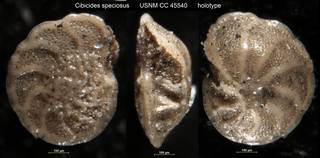 To NMNH Paleobiology Collection (Cibicides speciosus USNM CC 45540 holotype)