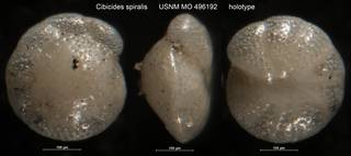 To NMNH Paleobiology Collection (Cibicides spiralis USNM MO 496192 holotype)