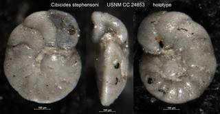 To NMNH Paleobiology Collection (Cibicides stephensoni USNM CC 24653 holotype)