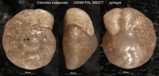 To NMNH Paleobiology Collection (Cibicides subspirata USNM PAL 369277 syntype)