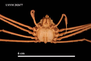 To NMNH Extant Collection (IZ 202677 Ventral View Close Up)