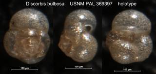 To NMNH Paleobiology Collection (Discorbis bulbosa USNM PAL 369397 holotype)