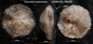 To NMNH Paleobiology Collection (Discorbis byramensis USNM PAL 369400)