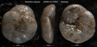 To NMNH Paleobiology Collection (Discorbis calyptra USNM CC 57604 holotype)