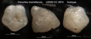 To NMNH Paleobiology Collection (Discorbis charlottensis USNM CC 2674 holotype)