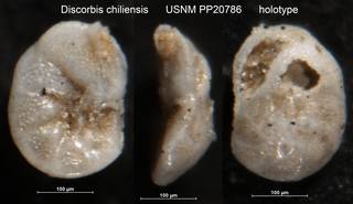 To NMNH Paleobiology Collection (Discorbis chiliensis USNM PP20786 holotype)