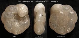 To NMNH Paleobiology Collection (Discorbis ciperensis USNM CC 43865 holotype)