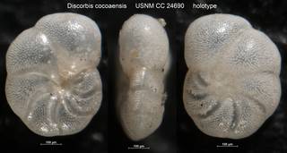 To NMNH Paleobiology Collection (Discorbis cocoaensis USNM CC 24690 holotype)