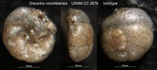 To NMNH Paleobiology Collection (Discorbis columbiensis USNM CC 2676 holotype)