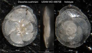 To NMNH Paleobiology Collection (Discorbis cushmani USNM MO 498758 holotype)