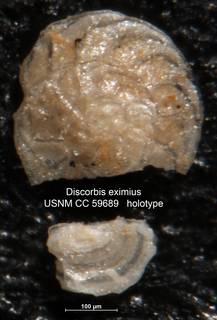 To NMNH Paleobiology Collection (Discorbis eximius USNM CC 59689 holotype)