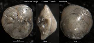 To NMNH Paleobiology Collection (Discorbis finlayi USNM CC 64150 holotype)