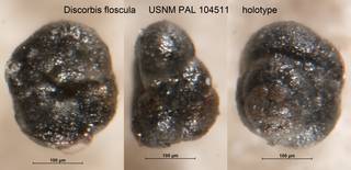 To NMNH Paleobiology Collection (Discorbis floscula USNM PAL 104511 holotype)