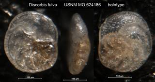 To NMNH Paleobiology Collection (Discorbis fulva USNM MO 624186 holotype)