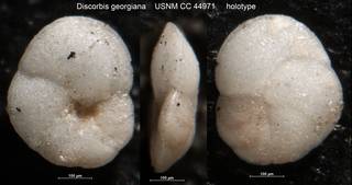 To NMNH Paleobiology Collection (Discorbis georgiana USNM CC 44971 holotype)