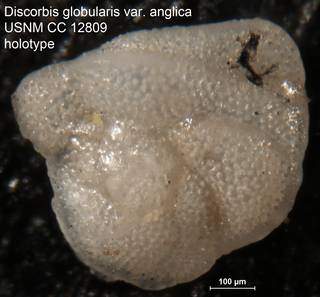 To NMNH Paleobiology Collection (Discorbis globularis var. anglica USNM CC 12809 holotype)