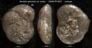To NMNH Paleobiology Collection (Discorbis globularis var. bradyi USNM PP 9027 holotype)