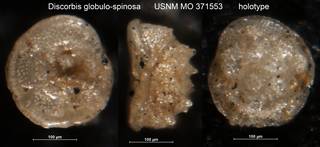 To NMNH Paleobiology Collection (Discorbis globulo-spinosa USNM MO 371553 holotype)