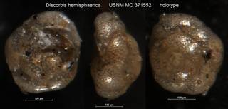 To NMNH Paleobiology Collection (Discorbis hemisphaerica USNM MO 371552 holotype)