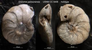 To NMNH Paleobiology Collection (Discorbis jacksonensis USNM CC 5408 holotype)