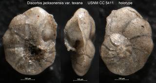 To NMNH Paleobiology Collection (Discorbis jacksonensis var. texana USNM CC 5411 holotype)