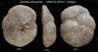 To NMNH Paleobiology Collection (Discorbis midwayensis USNM CC 35733 holotype)