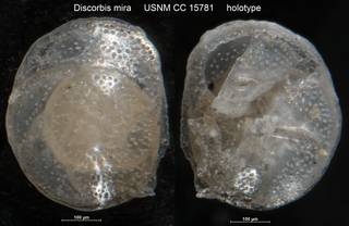 To NMNH Paleobiology Collection (Discorbis mira USNM CC 15781 holotype)