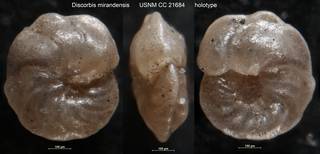 To NMNH Paleobiology Collection (Discorbis mirandensis USNM CC 21684 holotype)