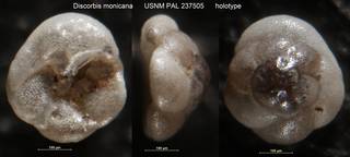To NMNH Paleobiology Collection (Discorbis monicana USNM PAL 237505 holotype)