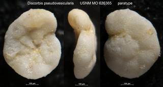 To NMNH Paleobiology Collection (Discorbis pseudovesicularis USNM MO 626365 paratype)