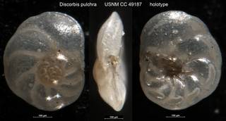 To NMNH Paleobiology Collection (Discorbis pulchra USNM CC 49187 holotype)