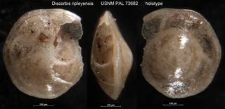 To NMNH Paleobiology Collection (Discorbis ripleyensis USNM PAL 73682 holotype)