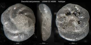 To NMNH Paleobiology Collection (Discorbis sanjuanensis USNM CC 48589 holotype)