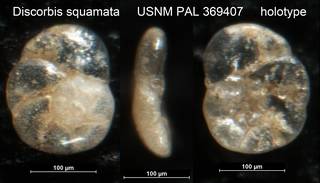 To NMNH Paleobiology Collection (Discorbis squamata USNM PAL 369407 holotype)
