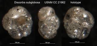 To NMNH Paleobiology Collection (Discorbis subglobosa USNM CC 21962 holotype)