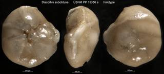 To NMNH Paleobiology Collection (Discorbis subobtusa USNM PP 15356 a holotype)