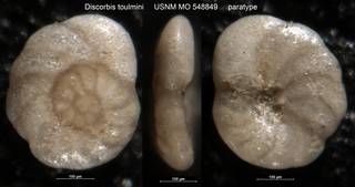 To NMNH Paleobiology Collection (Discorbis toulmini USNM MO 548849 paratype)