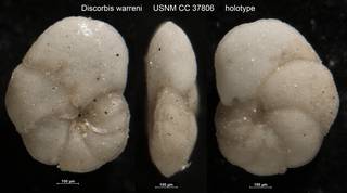 To NMNH Paleobiology Collection (Discorbis warreni USNM CC 37806 holotype)