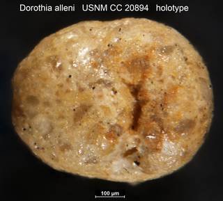 To NMNH Paleobiology Collection (Dorothia alleni USNM CC 20894 holotype top)