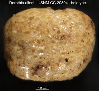 To NMNH Paleobiology Collection (Dorothia alleni USNM CC 20894 holotype side)