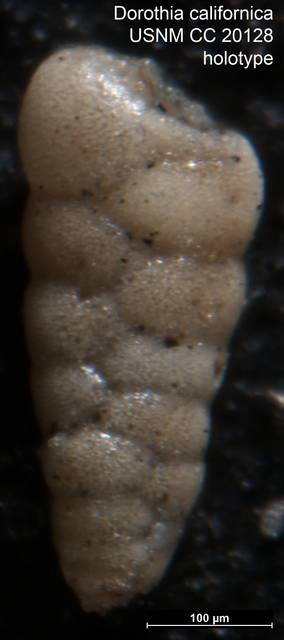 To NMNH Paleobiology Collection (Dorothia californica USNM CC 20128 holotype)