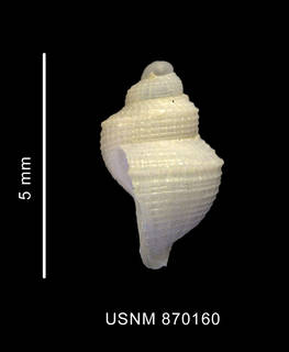 To NMNH Extant Collection (Falsitromina fenestrata (Powell, 1951) shell lateral view)