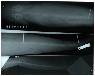 To NMNH Extant Collection (Carcharhinus signatus RAD100109-001)