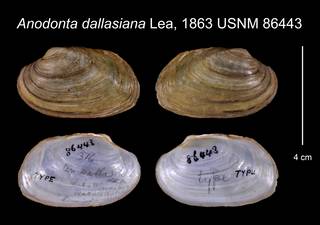To NMNH Extant Collection (Anodonta dallasiana Lea, 1863 USNM 86443)