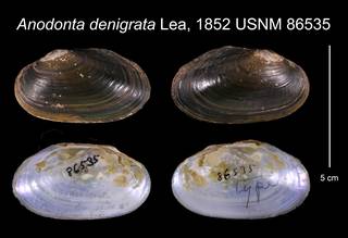 To NMNH Extant Collection (Anodonta denigrata Lea, 1852    USNM 86535)