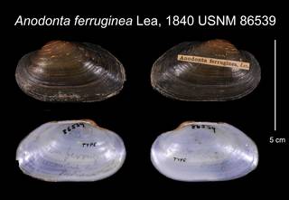 To NMNH Extant Collection (Anodonta ferruginea Lea, 1840 USNM 86539)